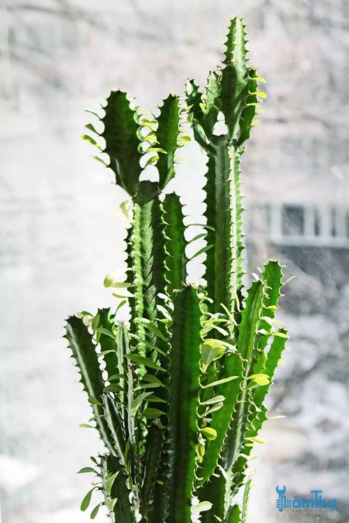 Xương rồng cảnh (Euphorbia trigona) - kythuatcanhtac.com