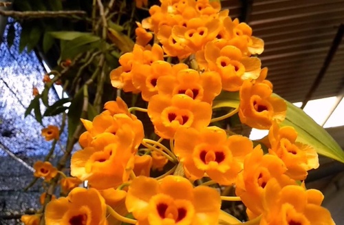 Hoa lan phi điệp vàng - Nguồn gốc, đặc điểm, cách trồng và chăm sóc hoa lan phi điệp vàng 22 - kythuatcanhtac.com