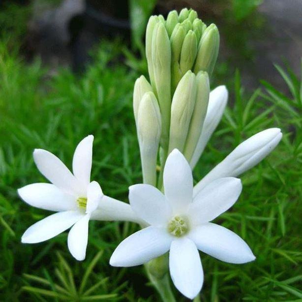 Các loại hoa Huệ được trồng phổ biến tại Việt Nam - kythuatcanhtac.com