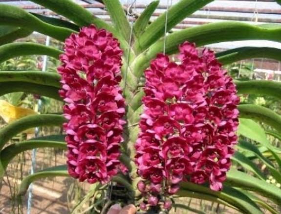 Hoa lan đại châu - Nguồn gốc, đặc điểm, cách trồng và chăm sóc hoa lan đại châu 15 - kythuatcanhtac.com