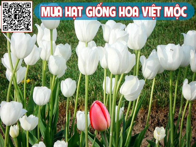 Hình ảnh hoa tulip trắng - kythuatcanhtac.com