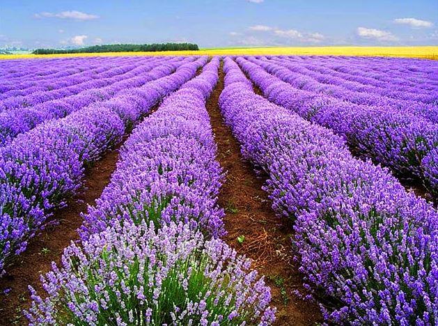 Kỹ thuật trồng hoa lavender - kythuatcanhtac.com