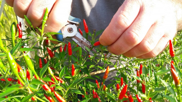 Hướng dẫn cách cắt tỉa cây ớt thúc đẩy cây phát triển - kythuatcanhtac.com