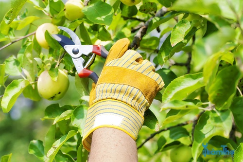 Cách cắt tỉa cây ăn quả vào mùa hè đúng kỹ thuật - kythuatcanhtac.com
