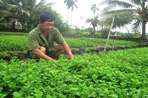 Kỹ thuật trồng rau húng lủi - kythuatcanhtac.com