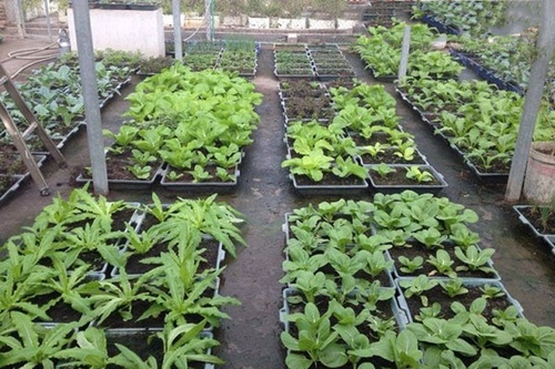 Phương pháp trồng rau hữu cơ - kythuatcanhtac.com