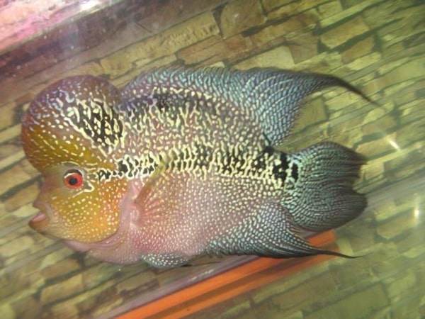Cá La Hán: Nguồn gốc, đặc điểm, các loại đẹp và cách nuôi - 4 - kythuatcanhtac.com