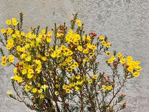 Ý nghĩa hoa Thanh Liễu, đặc điểm, cách trồng và cắm hoa sao cho bền lâu - 3 - kythuatcanhtac.com