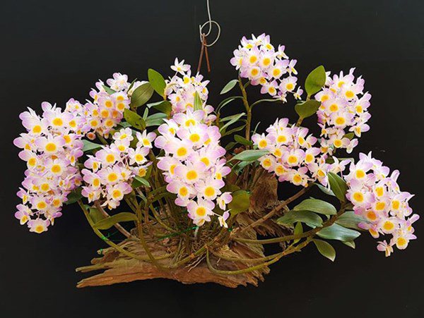 Những loại hoa hút tài lộc lại đẹp sang trọng, nhà giàu vẫn luôn mua về cắm - 3 - kythuatcanhtac.com