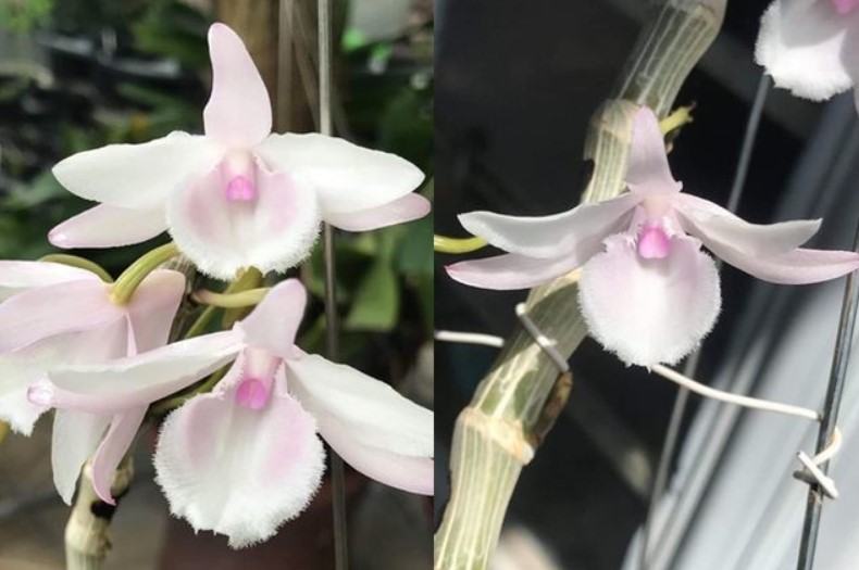 Hoa lan đột biến - Những loài hoa lan có vẻ đẹp độc và lạ 15 - kythuatcanhtac.com