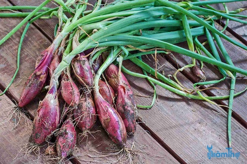 9 loại rau ăn củ bạn có thể trồng thành công - kythuatcanhtac.com