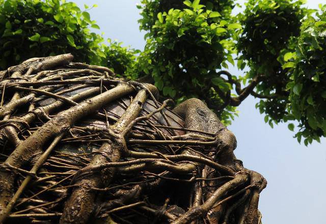 Ngắm cây sanh cổ thế hình kim quy cõng rồng được “chào giá” tiền - 5 - kythuatcanhtac.com