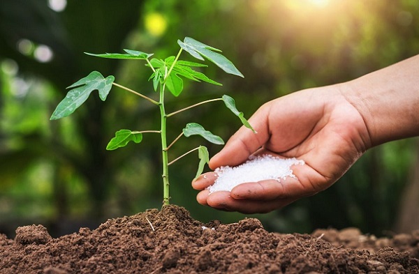 Kết hợp phân bón hóa học và phân bón hữu cơ giúp bộ rễ cây trồng hấp thu tốt hơn - kythuatcanhtac.com