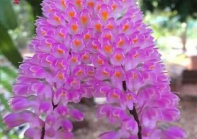 Hoa lan báo hỷ - Loài hoa có sắc đẹp rực rỡ và hương thơn cuốn hút 15 - kythuatcanhtac.com