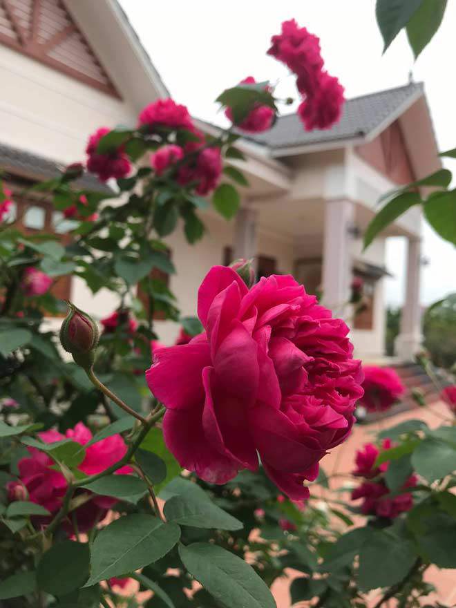 Mê mẩn vườn hồng đẹp như mơ, rộng hàng nghìn m2 của bà mẹ Hà thành - 11 - kythuatcanhtac.com