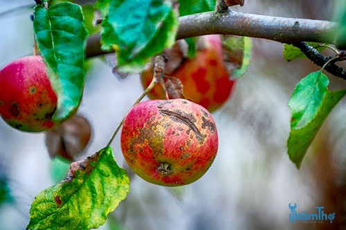 Bệnh ghẻ trên cây táo (vảy táo) - kythuatcanhtac.com