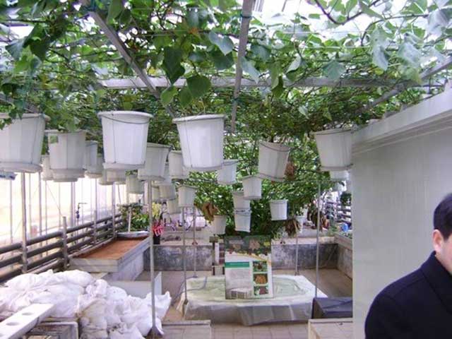 Cách trồng củ khoai lang trên giàn - kythuatcanhtac.com