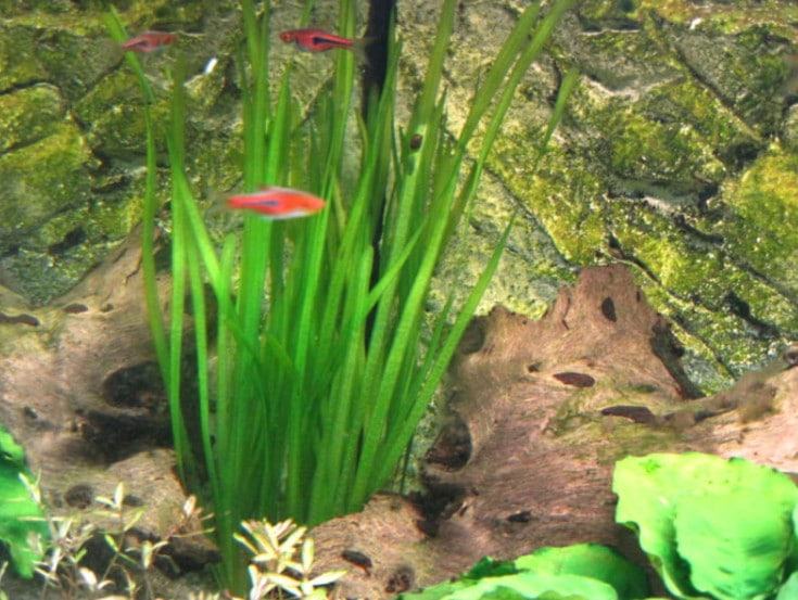Cây Thủy Sinh - Các loại cây thủy sinh đẹp nhất và dễ trồng nhất 23 - kythuatcanhtac.com
