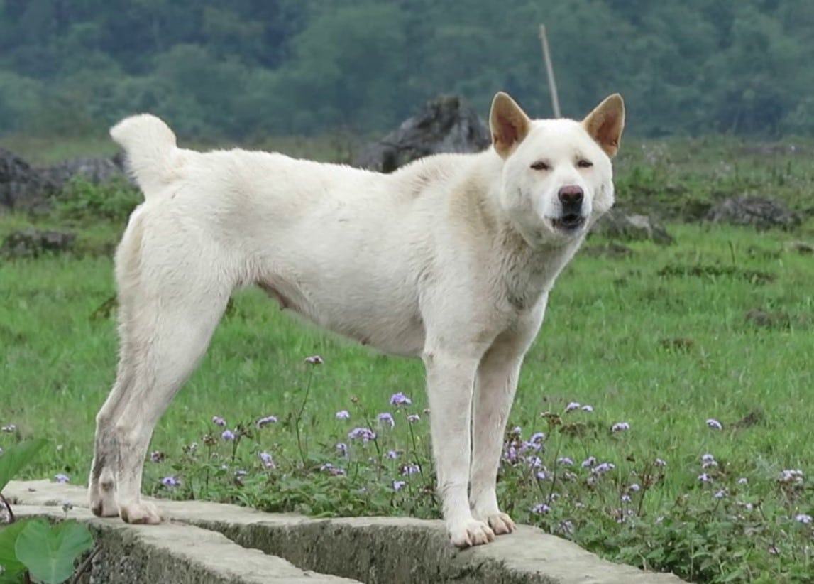 Chó Cỏ - Hướng dẫn cách nuôi và chăm sóc chó Cỏ từ A-Z 14 - kythuatcanhtac.com