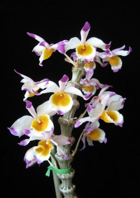 Hoa lan trúc phật bà- Nguồn gốc, đặc điểm, cách trồng và chăm sóc hoa lan trúc phật bà 11 - kythuatcanhtac.com