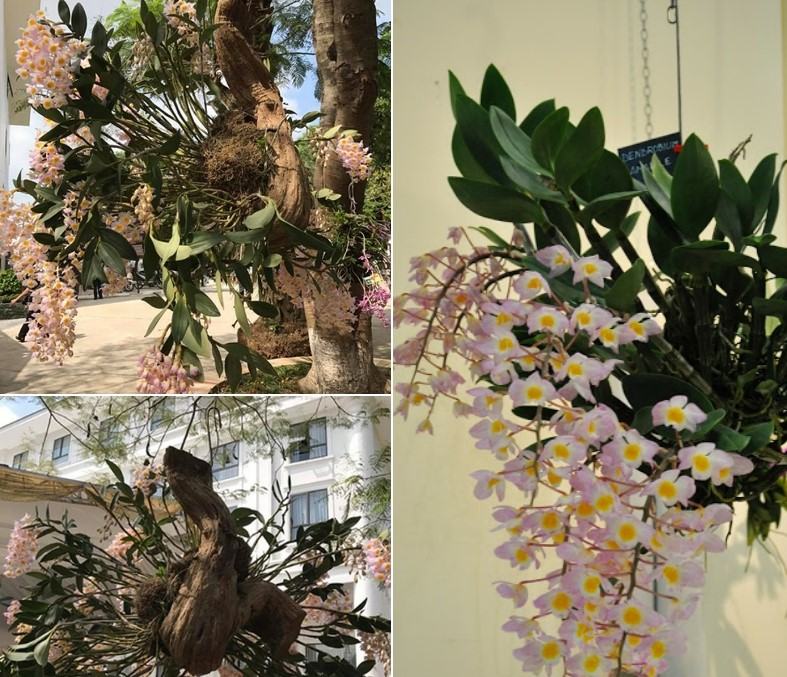 Hoa lan kiều tím - Loài hoa có vẻ đẹp không tỳ vết 25 - kythuatcanhtac.com