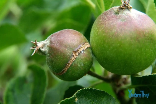 Vấn đề sâu bệnh trên cây táo - kythuatcanhtac.com