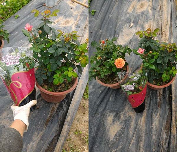 Hoa hồng Tezza hoa hồng ngoại lùn siêu hoa, hoa liên tục 8 - kythuatcanhtac.com