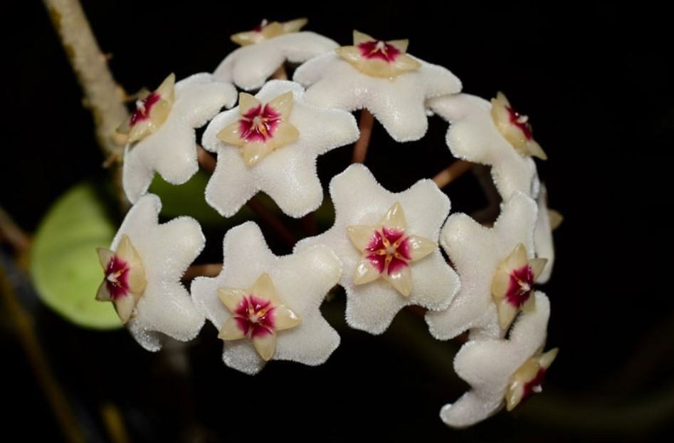 Hoa lan cẩm cù - Nguồn gốc, đặc điểm, cách trồng và chăm sóc hoa lan cẩm cù 14 - kythuatcanhtac.com