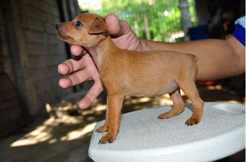 Chó Phốc - Loài chó nhỏ nhắn, tình cảm và thông minh 21 - kythuatcanhtac.com