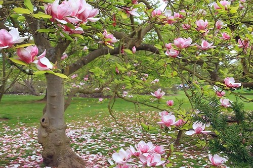 Cây Hoa Mộc Lan - Ý nghĩa và cách trồng giúp hoa nở đẹp - 9 - kythuatcanhtac.com