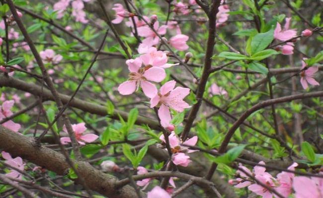 Những loại hoa đào Việt Nam đẹp mê hồn, càng ngắm càng đã mắt - 3 - kythuatcanhtac.com