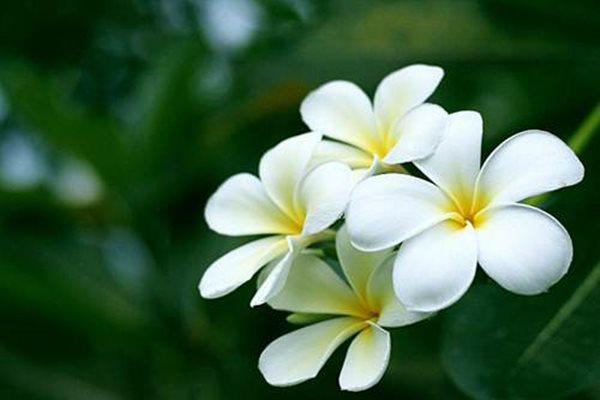 10 loài hoa đẹp nhất thế giới, số 8 ở Việt Nam mọc đầy, vài chục nghìn 1 bó to - 7 - kythuatcanhtac.com