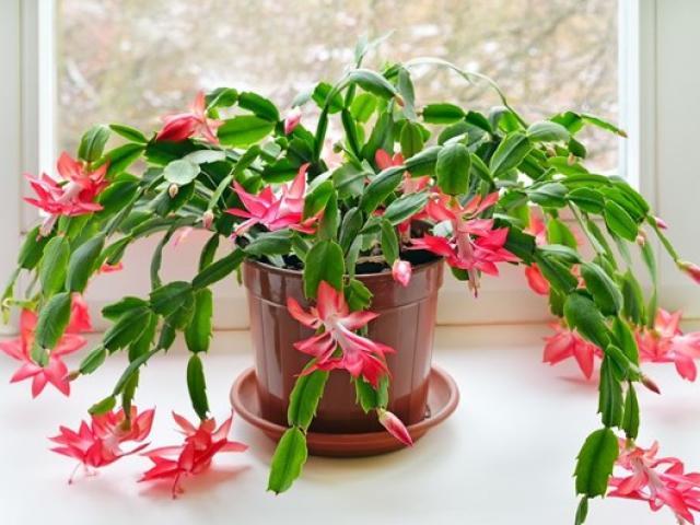Có 2 vị trí trong nhà đừng dại đặt hoa, nếu đã lỡ trồng nên di chuyển đi chỗ khác - kythuatcanhtac.com
