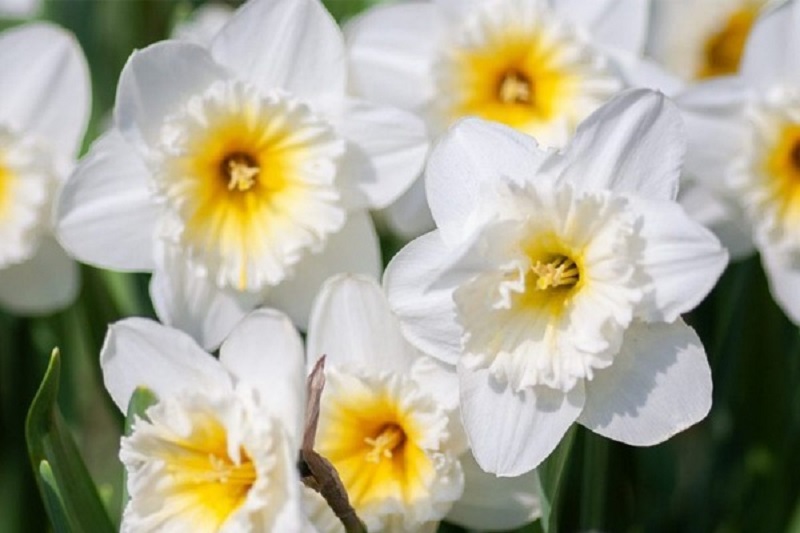Ý nghĩa các màu hoa Thủy Tiên và cách trồng giúp hoa nở đẹp rực rỡ - 6 - kythuatcanhtac.com