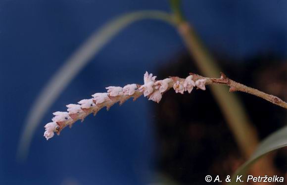 Eria cochinchinensis - Lan len Nam Bộ - kythuatcanhtac.com