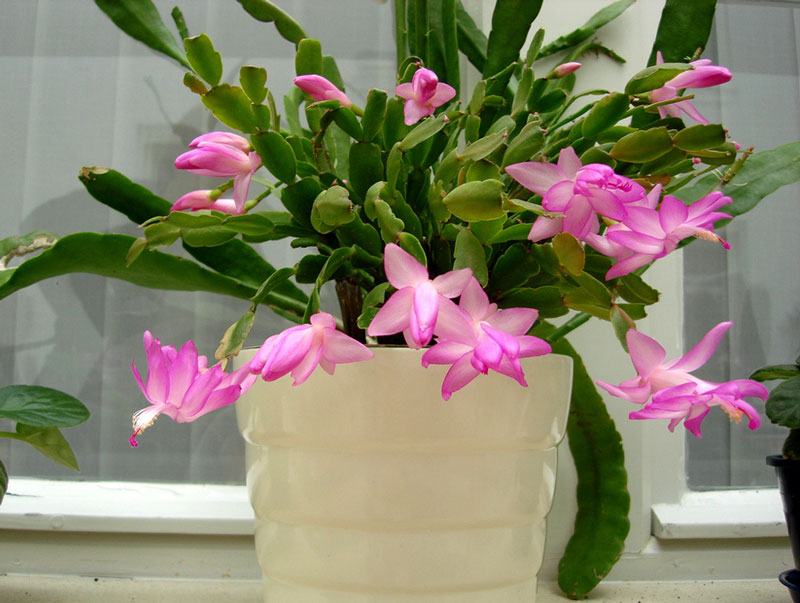 Hoa lan càng cua - Loại hoa đẹp cho ban công nhà bạn 2 - kythuatcanhtac.com