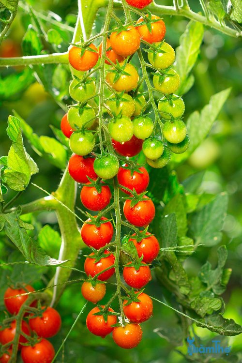 Cách lưu trữ hạt giống cà chua để phát triển trong năm tới - kythuatcanhtac.com