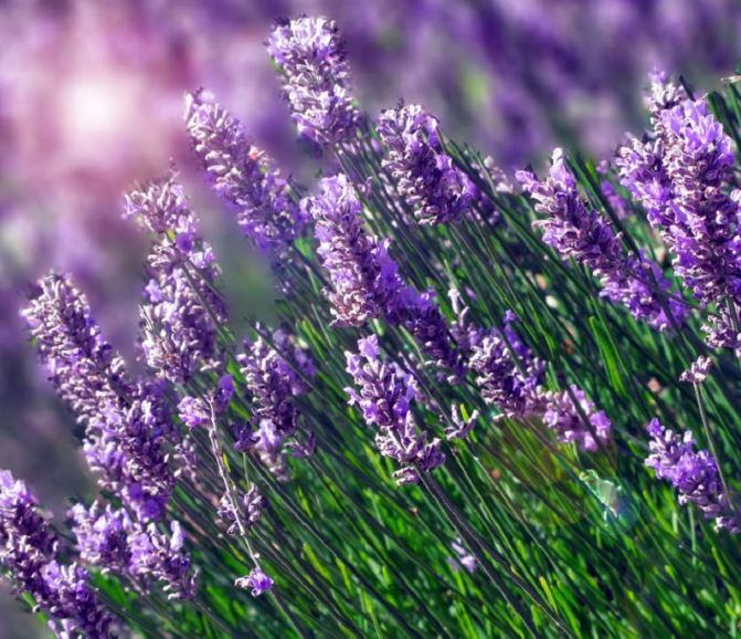 Đặc điểm của hoa lavender - kythuatcanhtac.com