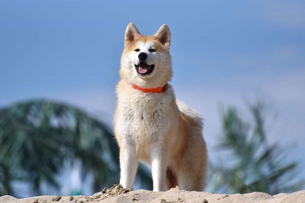Chó akita - Nguồn gốc, đặc điểm và những lưu ý khi mua chó Akita 22 - kythuatcanhtac.com