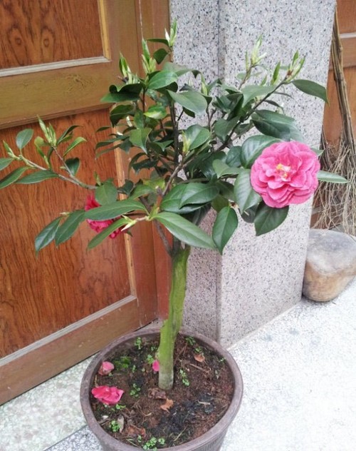 Cây hoa trà Tree khoe sắc ngày xuân - kythuatcanhtac.com
