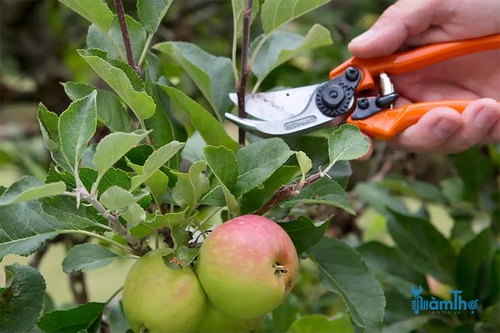 Cắt tỉa cây táo vào mùa hè sẽ khuyến khích ra hoa và đậu quả - kythuatcanhtac.com