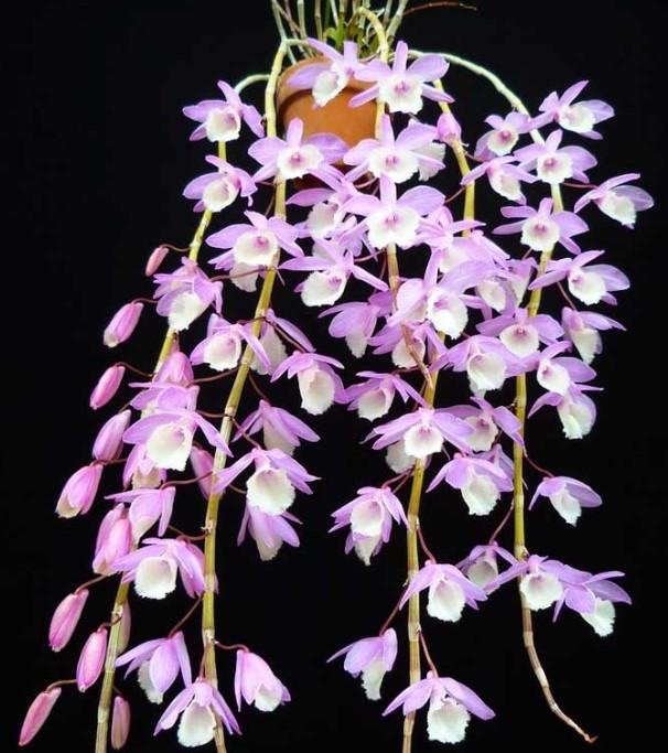 Hoa lan hạc vỹ - Loài hoa nhiều ý nghĩa và mang lại giá trị kinh tế cao 11 - kythuatcanhtac.com