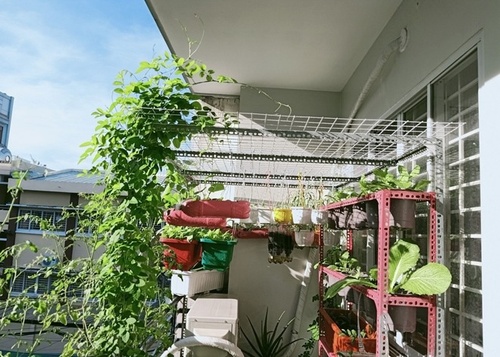 Ông bố miền Tây tận dụng ban công 3m² thành vườn rau xanh rì, ai nhìn cũng thích - 14 - kythuatcanhtac.com