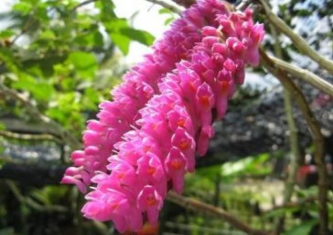 Hoa lan báo hỷ - Loài hoa có sắc đẹp rực rỡ và hương thơn cuốn hút 13 - kythuatcanhtac.com
