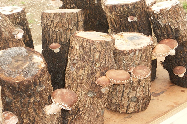 Trồng nấm hương trên gỗ - kythuatcanhtac.com