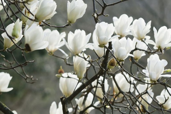 Cây Hoa Mộc Lan - Ý nghĩa và cách trồng giúp hoa nở đẹp - 4 - kythuatcanhtac.com