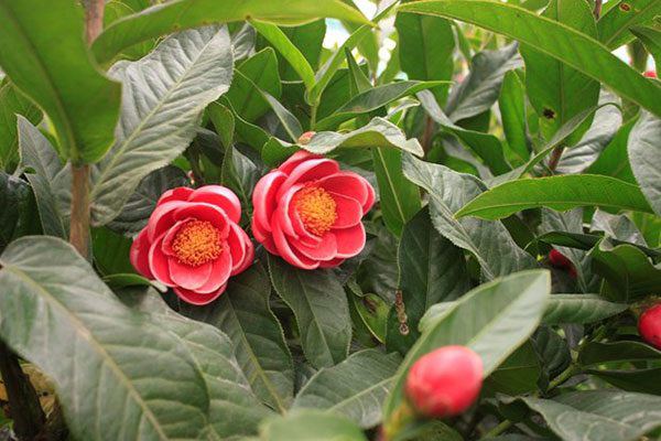 5 loại hoa nở đẹp lại dễ trồng, để trong bóng râm lâu ngày vẫn phát triển tốt - 5 - kythuatcanhtac.com
