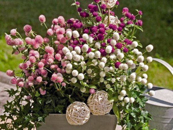 7 loại hoa này khi nở sẽ tươi tắn hàng ngày, để ban công có hoa nở quanh năm - 6 - kythuatcanhtac.com