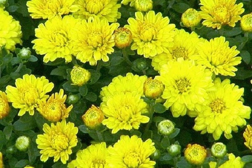 Hoa Cúc - Đặc điểm, ý nghĩa, công dụng và cách trồng giúp hoa nở đẹp - 1 - kythuatcanhtac.com