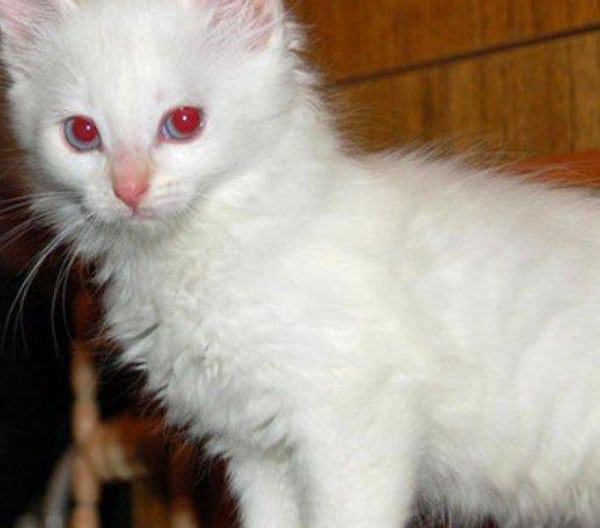 Mèo trắng - Các giống mèo trắng đẹp nhất hiện nay 18 - kythuatcanhtac.com